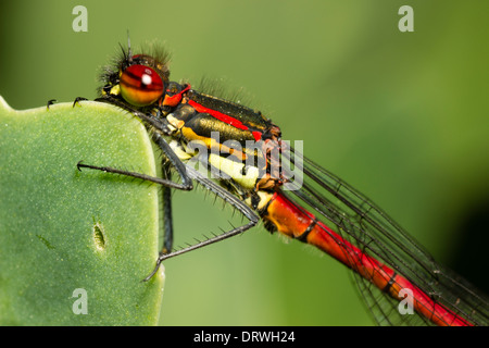 Weibliche fulvipes Form der großen roten damselfly, Pyrrhosoma nymphula, ein Plymouth Garten Stockfoto