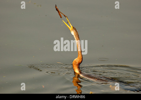 Darter Jagd Fisch Stockfoto