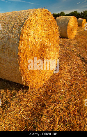 Strohballen in einem Feld erwarten Sammlung nach dem Sommer Ernte. Stockfoto