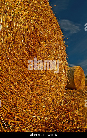 Strohballen in einem Feld erwarten Sammlung nach dem Sommer Ernte. Stockfoto