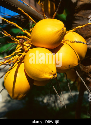 Reife Kokosnüsse hängen an einer Palme auf einer tropischen Insel. Cocos. Insel La Digue. Seychellen Stockfoto