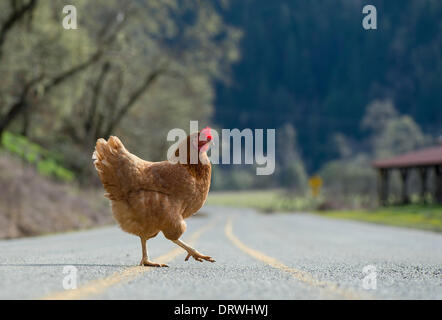 Elkton, Oregon, USA. 2. Februar 2014. Ein Huhn geht auf einer Landstraße im ländlichen Douglas County im südwestlichen Oregon in der Nähe von Elkton. Der Vogel erschien für Essen auf der anderen Seite vor dem Überqueren der Straße kratzen. Robin Loznak/ZUMAPRESS.com/Alamy © Live-Nachrichten Stockfoto