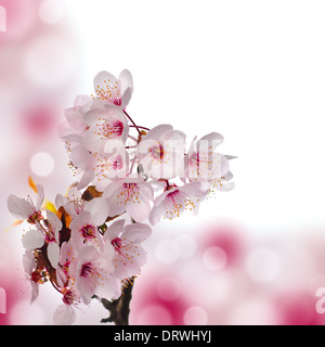 Apple Blossom Makro. Flach, Tiefe des Feldes. Blumen im Mittelpunkt. Schönen Bokeh Hintergrund. Stockfoto