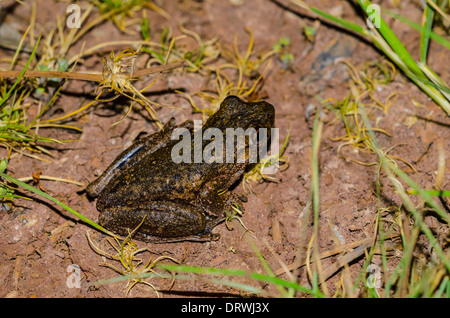 Litoria Peronii Emerald entdeckt Laubfrosch Stockfoto