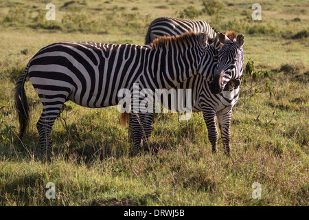 Zebras, Spaß, spielen und Druck miteinander in der Sonne in Lake Nakuru National Park, Kenia, Afrika Stockfoto