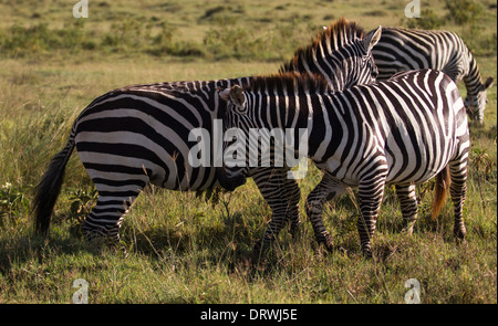 Zebras, Spaß, spielen und Druck miteinander in der Sonne in Lake Nakuru National Park, Kenia, Afrika Stockfoto