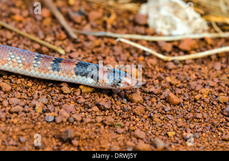 Australische Korallenschlange Brachyurophis australis Stockfoto