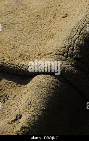 Falten der Dicke Haut auf der Rückseite des großen einen gehörnten Rhino, Rhinoceros Unicornis, Whipsnade Zoo, Bedfordshire (nur zur redaktionellen Nutzung) Stockfoto