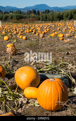 Bereich der orange Kürbisse für den Einsatz in Halloween gewachsen zeigt.  Hood River, Oregon Stockfoto