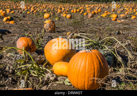 Bereich der orange Kürbisse für den Einsatz in Halloween gewachsen zeigt.  Hood River, Oregon Stockfoto