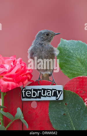 Vogel sitzend auf einem dekorierten Zaun mit Februar Buchstaben und Motive Stockfoto