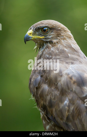 Nahaufnahme von einem Mäusebussard (Buteo Buteo) Stockfoto