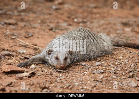 Erdmännchen Festlegung in der Nähe von Fotograf in Wüste Stockfoto