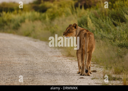 Weibliche Löwen hält in ihrem Spaziergang entlang der Straße im Etosha Nationalpark, Namibia Stockfoto