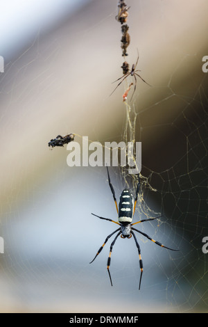 schwarze und weiße Spinne mit gelben gebänderten Beinen sitzt auf das unsichtbare Web neben der Beute, die es bereits erobert hat Stockfoto