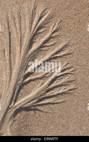 Algen-Form im Sand am Strand, Normandie, Frankreich Stockfoto