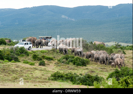 Touristen beobachten eine Herde Elefanten (Loxodonta Africana) beim Überqueren der Straße zwischen Autos, Addo Elephant Park, Südafrika Stockfoto
