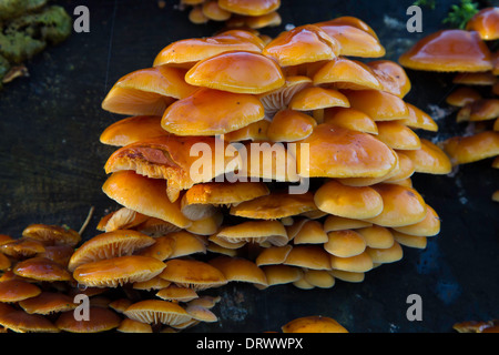 Samt Schaft oder Winter Pilz (Flammulina Velutipes), Sherwood Forest, Nottinghamshire Stockfoto