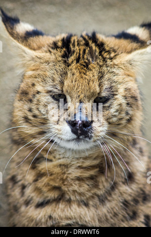 Steppe Serval (Leptailurus Serval) Stockfoto