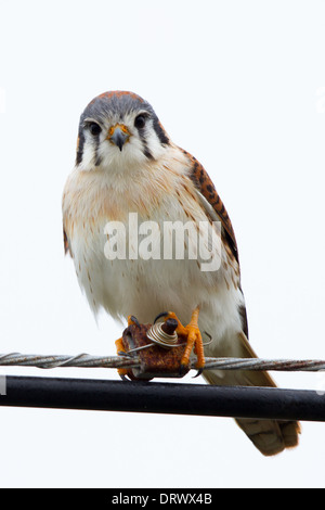 weibliche amerikanische Turmfalke (Falco Sparverius) thront auf Telegraph Draht Stockfoto