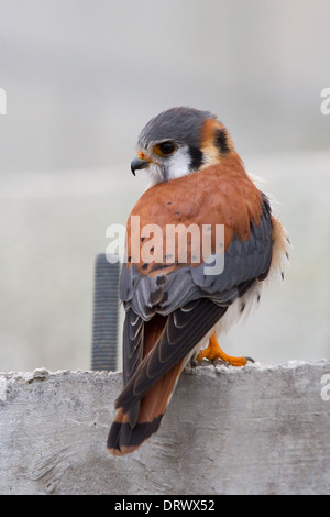 männliche amerikanische Turmfalke (Falco Sparverius) thront am Rohbau Stockfoto