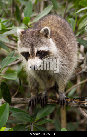 Nördlichen Waschbär (Procyon Lotor) Stockfoto