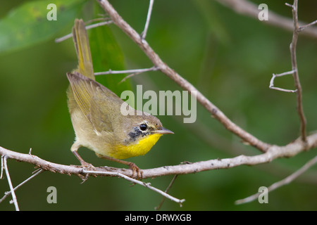 Unreife männliche gemeinsame Yellowthroat (Geothlypis Trichas) Stockfoto