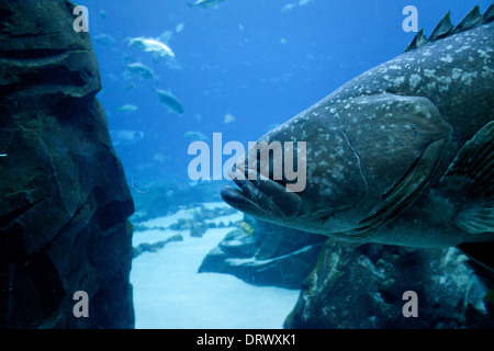 Ein Zackenbarsch schwimmt durch die Tanks im Atlanta Aquarium Stockfoto