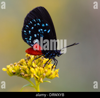 Atala (Eumaios Atala) Schmetterling sitzt auf einer gelben Blume Stockfoto