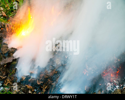 brennende trockene Blätter Stockfoto