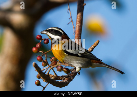 männliche westliche Spindalis (Spindalis Zena Townsendi), Abaco, Bahama-Inseln Stockfoto