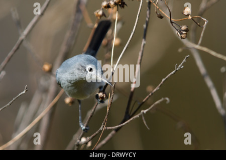 Blau-grau Gnatcatcher (Polioptila Caerulea) Stockfoto