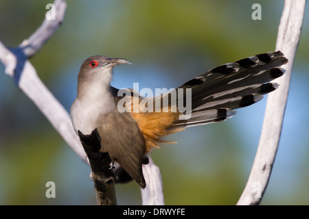 Große Eidechse Kuckuck (Saurothera Merlini) Stockfoto