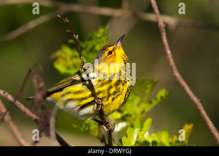 Cape kann Warbler (Dendroica Tigrina), Andros, Bahama-Inseln Stockfoto