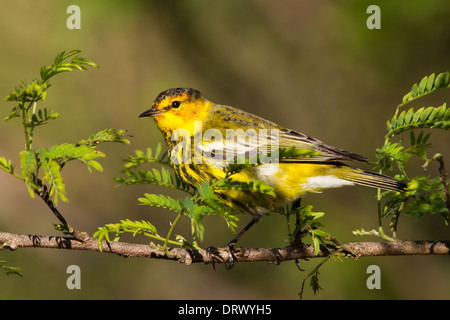 Cape kann Warbler (Dendroica Tigrina), Andros, Bahama-Inseln Stockfoto