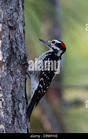 Haarige Specht (Picoides Villosus Maynardi) klettern den Stamm einer Kiefer Stockfoto