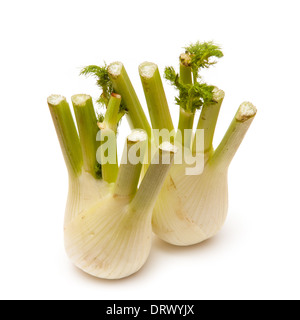 Fenchel-Zwiebel isoliert auf weißem Hintergrund Stockfoto