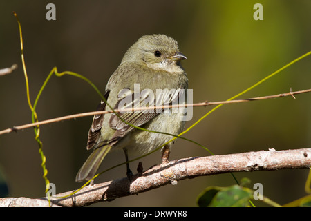 weibliche westliche Spindalis (Spindalis Zena Zena), Andros, Bahama-Inseln Stockfoto