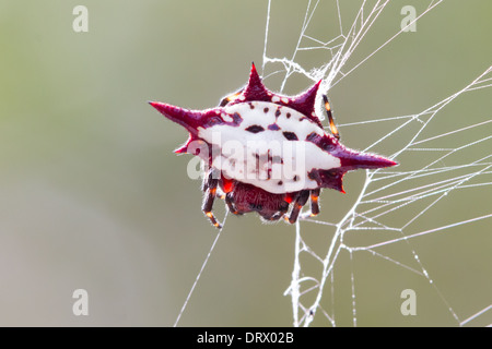 Langusten-backed Orbweaver (Gasteracantha Cancriformis) die Web Stockfoto