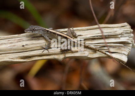 weiblich braun Anole (Anolis Sagrei) Stockfoto