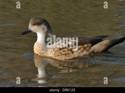 Patagonische Crested Ente - Lophonetta Specularioides Specularioides aus Südchile, südlichen Argentinien & Falklandinseln Stockfoto