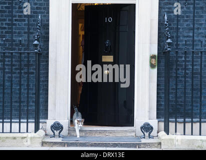 London, UK - 3. Februar 2014: eine Katze verlässt die Tür von Downing Street 10. Bildnachweis: Piero Cruciatti/Alamy Live-Nachrichten Stockfoto