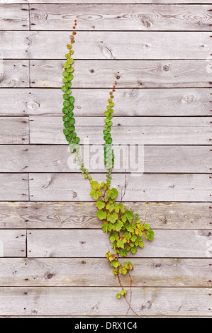 Grünen Efeu auf hölzernen Oberfläche Hintergrund. Closeup. Stockfoto