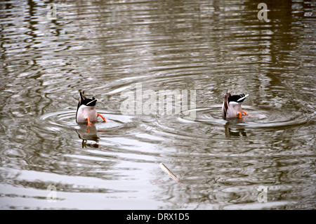 Zwei Enten im Wasser nach Nahrung tauchen. Stockfoto