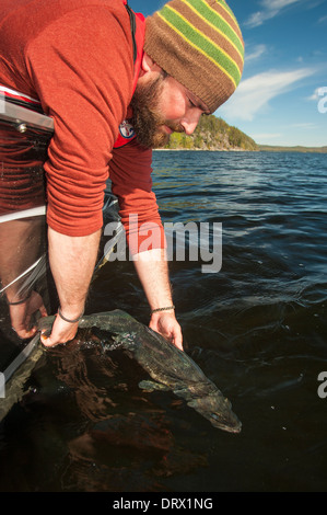 Angler gelehnt von seinem Fischerboot, ein Sommer-Zander zurück in den See freizugeben. Stockfoto