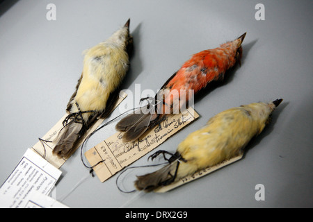 Galapagos-Inseln. Erhaltene Vögel am Charles-Darwin-Forschungszentrum, Santa Cruz. Stockfoto