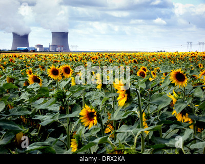 Sonnenblumenfeld in der Nähe von Kraftwerk / Loire-Tal Stockfoto
