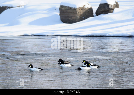 Goldeneye Enten schwimmen im Freiwasser. Stockfoto