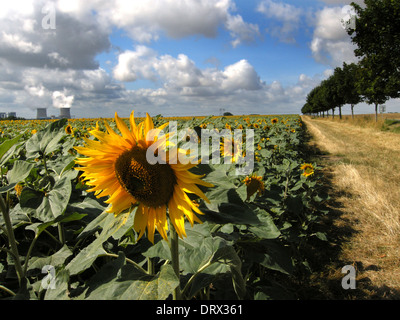 Sonnenblumenfeld in der Nähe von Kraftwerk / Loire-Tal Stockfoto