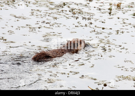 Nutrias (Biber brummeln) Baden im Teich Stockfoto